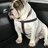 Auggie Dog