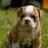 Josie