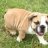 BulldogMoma
