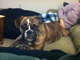 Updated Chula Pics