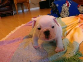 My Bulldog Stinks