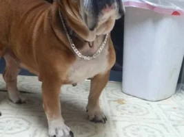Nosiest breed ever!