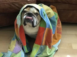 How do I  prevent English Bulldog from biting.