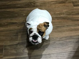 Pebbles still munching on poop