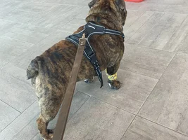 Emergency Vet trip