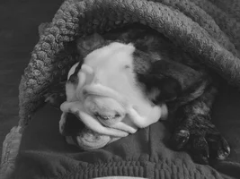 Black and white bulldog pics!!!