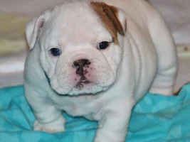 Jack & Cloe's puppies are 6 weeks old :D