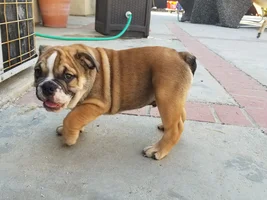 What color is my new bulldog pup?