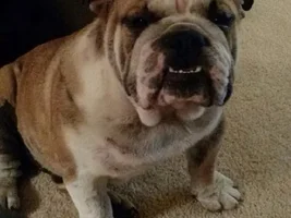 ~Tank~ English Bulldog Available for Adoption in Texas
