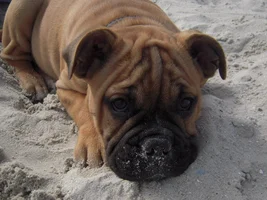 Bazza is 3 years old today !!!