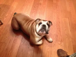 It's been almost a year since we brought Bacon home