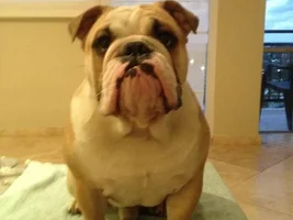 Bald Spots on my Bully