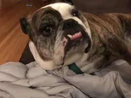 ~Victoria~English Bulldog Available for Adoption in Nebraska
