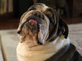 National bulldogs are beautiful day.. 2020