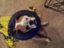 Sir Rumble Pig is Recovering!!