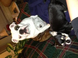 Duke and duchess..