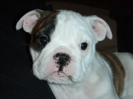Bully nose
