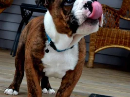 2014 English Bulldog News Beautiful Bullies Calendar:  Submit your photos HERE!