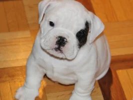 BULLDOG PUPPIES!!! (Not for sale)