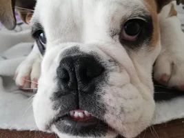 5 mo puppy suddenly poops at night