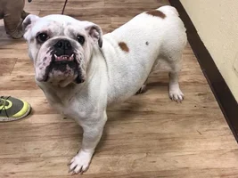 ~Ruby Girl~English Bulldog Available for Adoption in Texas