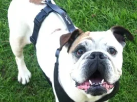 ~Mochi~ English Bulldog available for adoption in Southern California
