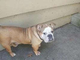 ~Pumpkin~English Bulldog Available for Adoption in Illinois