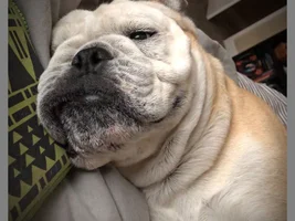 ~ENTER HERE~ August 2019 Bulldog of the Month ~ LAZY BULLDOGS!