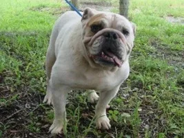 ~ Piggy ~ English Bulldog Available for Adoption in Florida ~