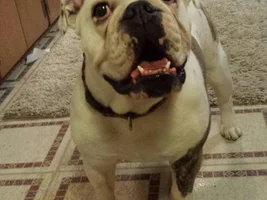 ~~Emma~~English Bulldog Available for Adoption in Oklahoma