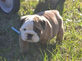 Can't wait to get get my Rocky home!!!