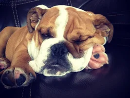 First Bulldog