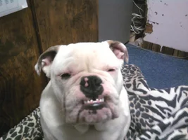 Photo & Video Theme: English Bulldogs Showing Their Toofs