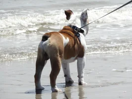 Rocky's first visit to the beach!!!!!!