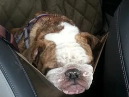 ~Emily~ English Bulldog available for adoption in IL.