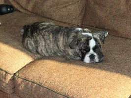 Seamus is getting big fast!