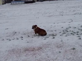 Daily poll: Has your bulldog ever seen/played in snow?