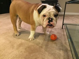 That one toy...