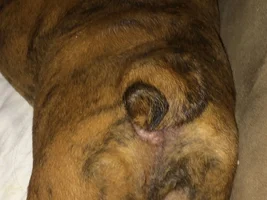~ENTER HERE~ Fromm's Annual Cutest Bully Booty Contest!