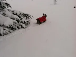 Stinky's second snow fall...he love's it!!!