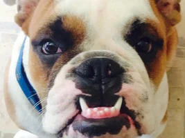 June 2014 Bulldog of the Month Contest ~ENTER HERE~