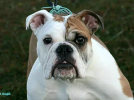 January 2015 Bulldog of the Month Contest