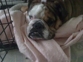 2014 English Bulldog News Beautiful Bullies Calendar:  Submit your photos HERE!