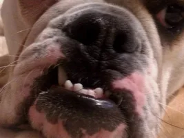 Bulldog Selfies!
