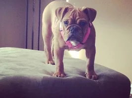 Any bully meet ups in Westchester, NY/NYC area??