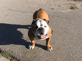Bully not happy about being left alone