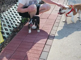 Your Bully's First Day Home!