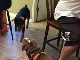 Bella visiting her cousins house.