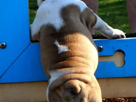Fromm Family Foods Cutest Bully Booty Contest  ~ENTER HERE~