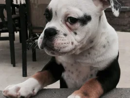 ~ENTER HERE~ November Bulldog of the Month "TURKEY LEG" Contest